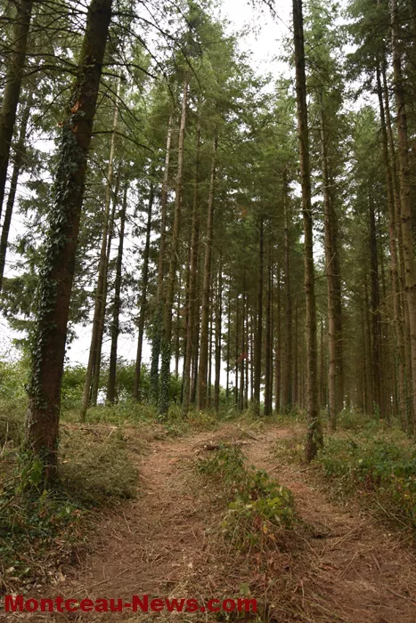 bois-forets-2108267
