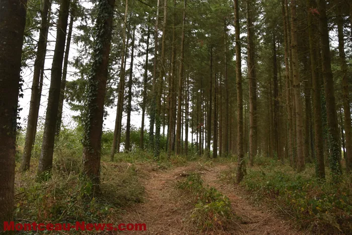 bois-forets-2108268