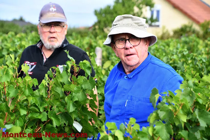 vendanges-sanvignes-31082611