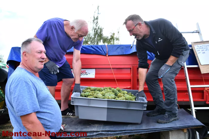 vendanges-sanvignes-31082614