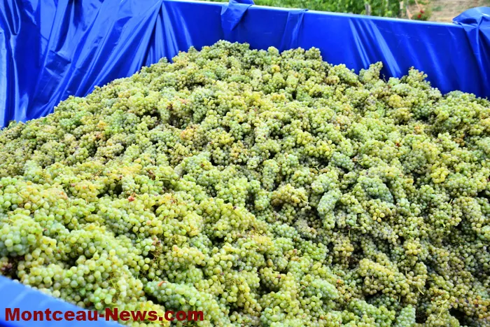 vendanges-sanvignes-3108262