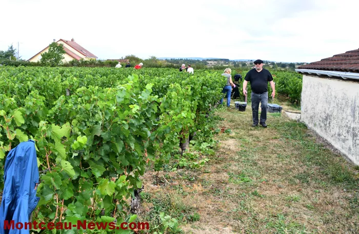 vendanges-sanvignes-3108263