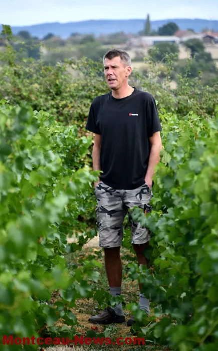 vendanges-sanvignes-3108266