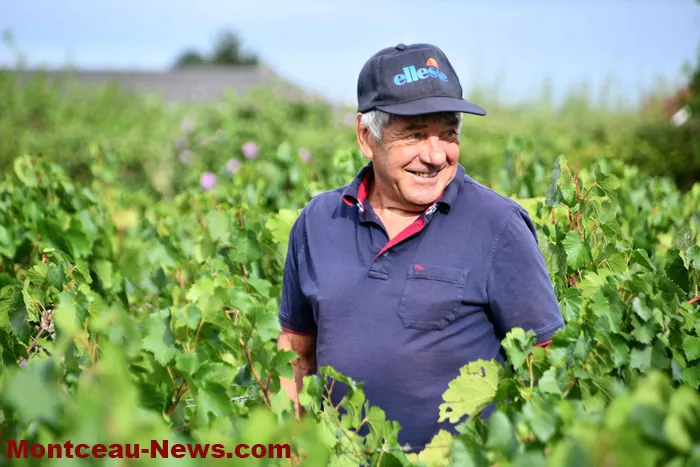 vendanges-sanvignes-3108267