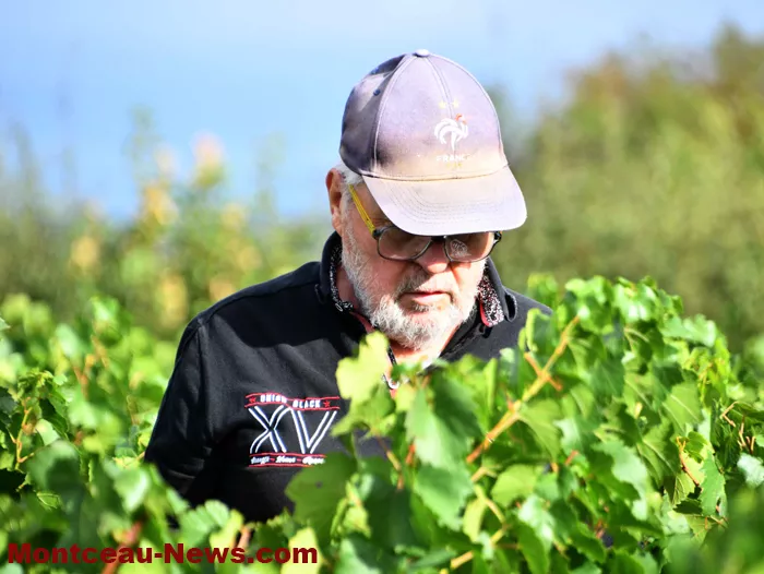 vendanges-sanvignes-3108268