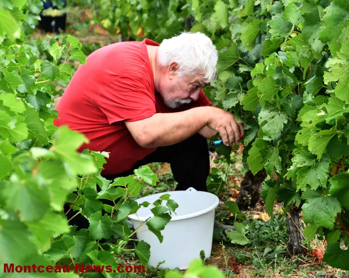 vignes-sanvignes-3108264