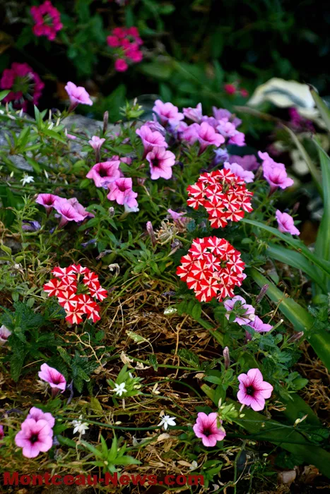 jardin-jlp-20092617
