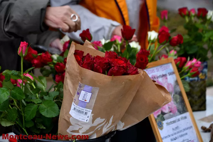 lions-rose-1110262